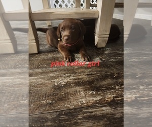 Labrador Retriever Puppy for sale in ROSE HILL, VA, USA
