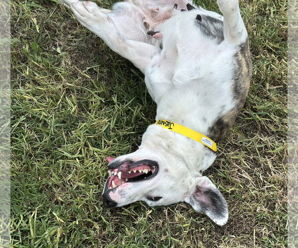Medium Photo #6 Colonial Cocker Spaniel-English Setter Mix Puppy For Sale in Houston, TX, USA