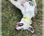 Small Photo #6 Colonial Cocker Spaniel-English Setter Mix Puppy For Sale in Houston, TX, USA