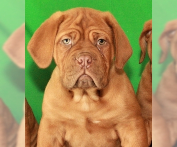 Medium Photo #1 Mastiff Puppy For Sale in SHAWNEE, OK, USA