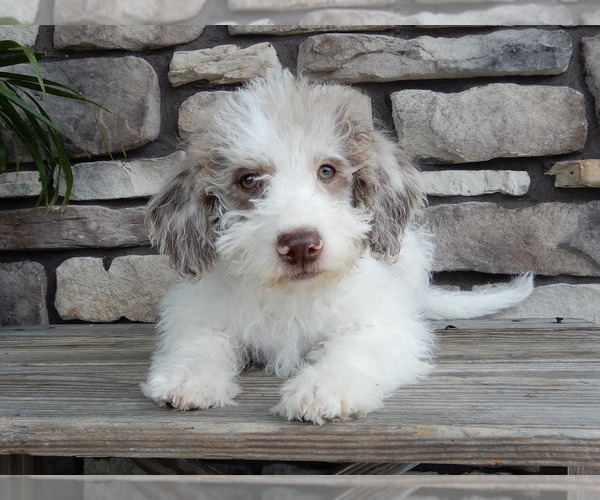 Medium Photo #1 Miniature Labradoodle Puppy For Sale in MILLERSBURG, OH, USA