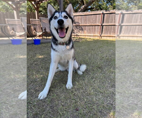 Medium Photo #3 Siberian Husky Puppy For Sale in Great Bend, KS, USA