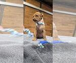 Small #2 American Pit Bull Terrier Mix