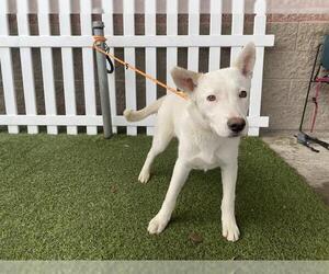 Siberian Husky-Unknown Mix Dogs for adoption in Modesto, CA, USA