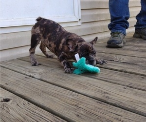 French Bulldog Puppy for sale in LAMAR, MS, USA