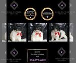 Puppy Benny AKC Poodle (Toy)