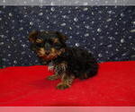 Small Photo #20 Yorkshire Terrier Puppy For Sale in PATERSON, NJ, USA