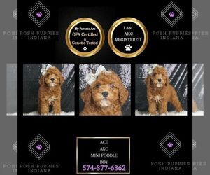 Poodle (Miniature) Puppy for sale in WARSAW, IN, USA