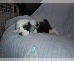 Small Photo #2 Sheepadoodle Puppy For Sale in TAYLOR, MI, USA