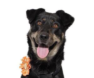 German Shepherd Dog-Unknown Mix Dogs for adoption in Santa Maria, CA, USA