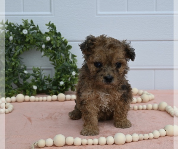 Medium Photo #1 Maltipoo Puppy For Sale in HOLMESVILLE, OH, USA
