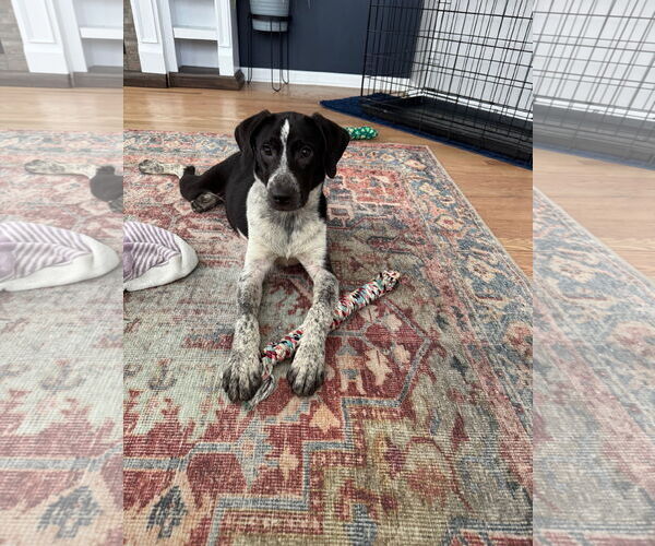 Medium Photo #3 Labrador Retriever-Unknown Mix Puppy For Sale in Plainfield, IL, USA
