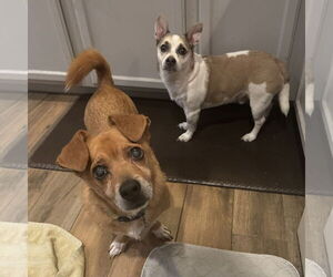 Gonzo - Male Chihuahua-Unknown Mix Dog for Adoption - Photo #4