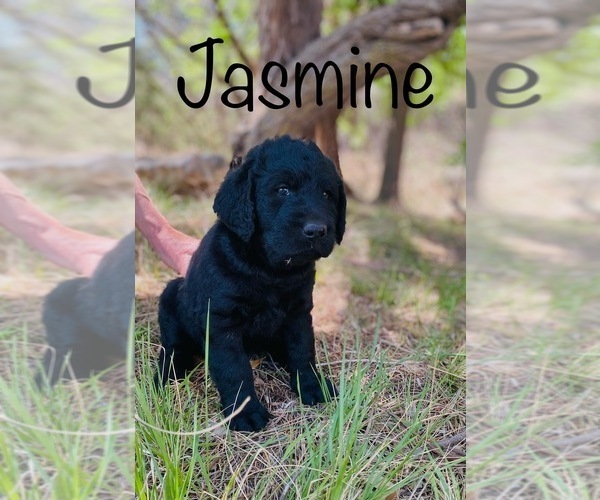 Medium Photo #5 Labradoodle Puppy For Sale in BUFFALO GAP, TX, USA