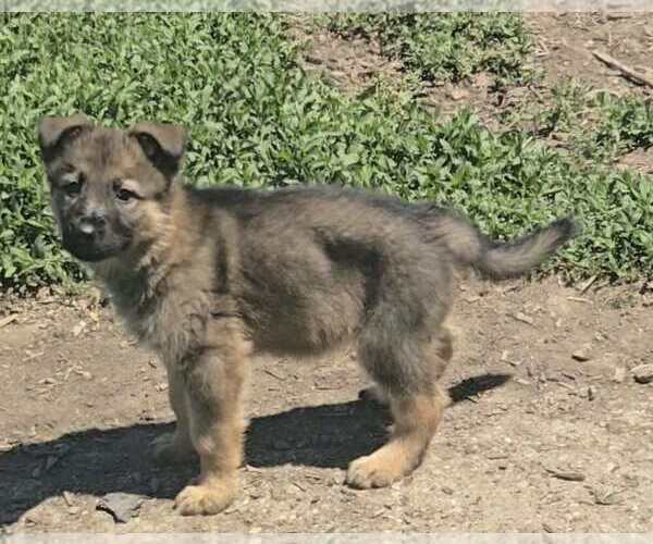 Medium Photo #1 German Shepherd Dog Puppy For Sale in RIGA, MI, USA