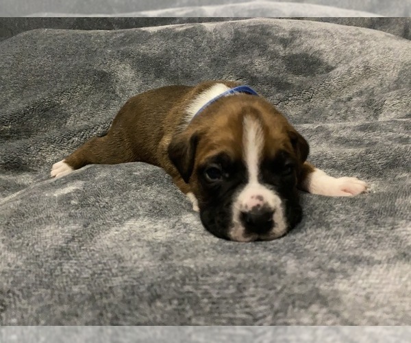 Medium Photo #3 Boxer Puppy For Sale in WEST COLUMBIA, SC, USA