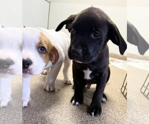 Labrador Retriever-Unknown Mix Dogs for adoption in Sanford, FL, USA
