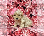 Small Photo #6 Poodle (Toy) Puppy For Sale in LINCOLN UNIV, PA, USA