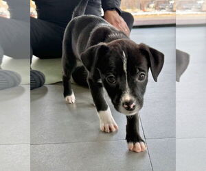 Labrador Retriever-Unknown Mix Dogs for adoption in GILBERTS, IL, USA