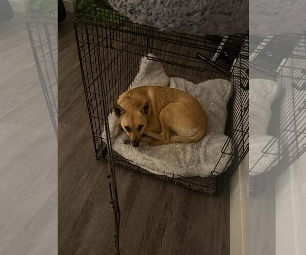 Medium Photo #5 Carolina Dog-Unknown Mix Puppy For Sale in San Jose, CA, USA