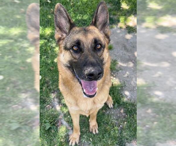 Medium Photo #2 German Shepherd Dog Puppy For Sale in Riverside, CA, USA