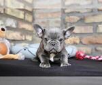 Image preview for Ad Listing. Nickname: Buster