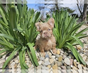 French Bulldog Puppy for sale in INDIANAPOLIS, IN, USA