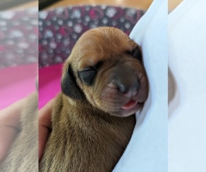 Redbone Coonhound Puppy for sale in MANCHESTER, NH, USA