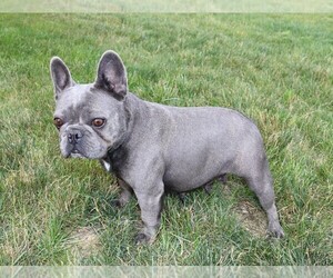 Mother of the French Bulldog puppies born on 04/12/2021