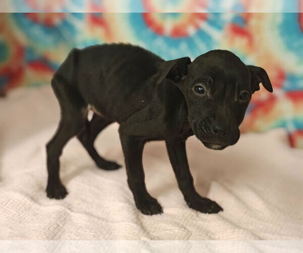 Medium Photo #2 Mutt Puppy For Sale in Royal Palm Beach, FL, USA