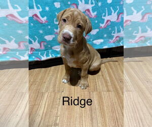 American Staffordshire Terrier-Unknown Mix Dogs for adoption in Ball Ground, GA, USA