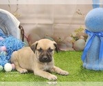 Small #21 Catahoula Leopard Dog