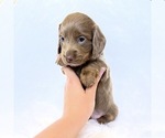 Small #5 Dachshund