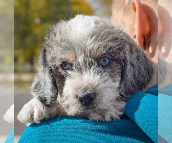 Medium Photo #5 Beagle-Unknown Mix Puppy For Sale in Huntley, IL, USA