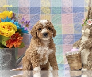 Goldendoodle (Miniature) Puppy for sale in LANCASTER, PA, USA