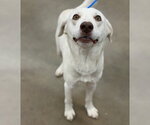 Small #3 Labrador Retriever Mix
