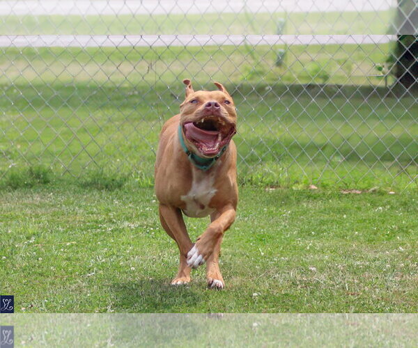 Medium Photo #3 American Pit Bull Terrier-Unknown Mix Puppy For Sale in Lockport, NY, USA