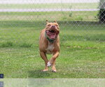 Small #2 American Pit Bull Terrier Mix