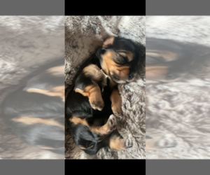 Poodle (Toy)-Yorkshire Terrier Mix Puppy for sale in OWENSBORO, KY, USA