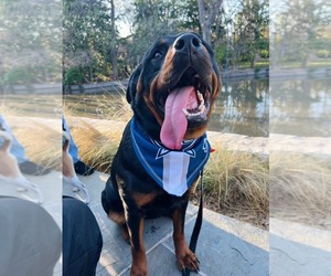 Mother of the Rottweiler puppies born on 02/28/2026