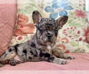 French Bulldog Puppy for Sale in NEWTON, New Jersey USA