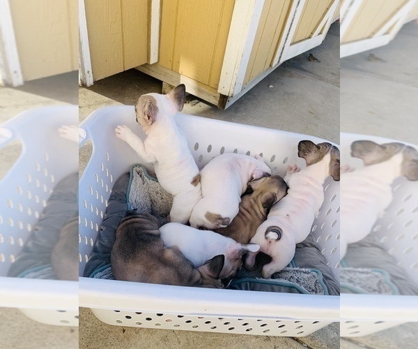 Medium Photo #13 French Bulldog Puppy For Sale in SAN DIEGO, CA, USA