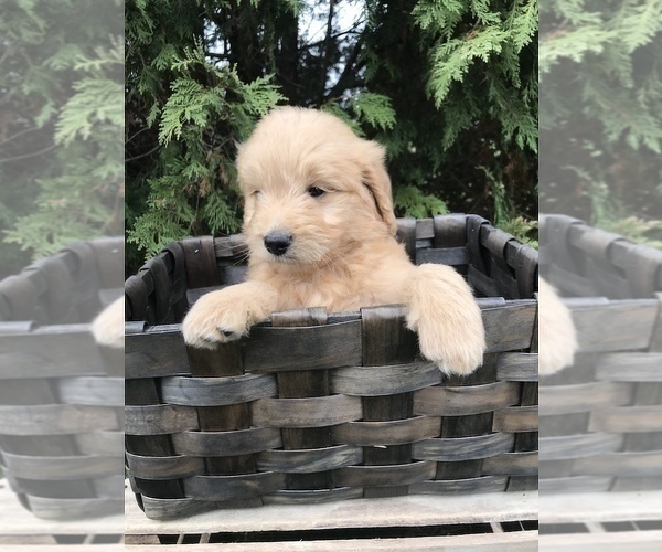 Full screen Photo #4 Goldendoodle Puppy For Sale in GOSHEN, IN, USA
