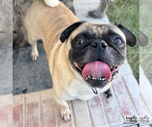 Erni - Male Pug-Unknown Mix Dog for Adoption - Photo #3