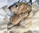 Small Photo #56 Golden Retriever Puppy For Sale in EXTON, PA, USA