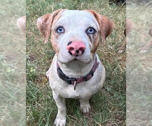 American Staffordshire Terrier-Unknown Mix Dogs for adoption in San Antonio, TX, USA