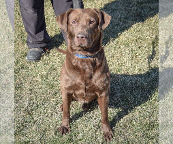 Medium Photo #5 - Mix Puppy For Sale in Huntley, IL, USA