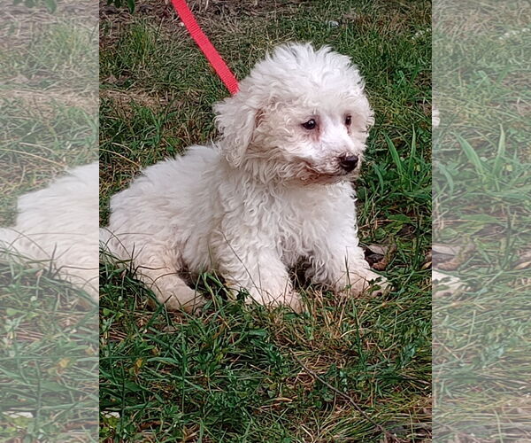 Medium Photo #3 Maltese Puppy For Sale in HOPKINSVILLE/PRINCETON, KY, NH, USA