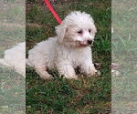Small #2 Maltese