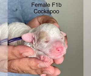 Cockapoo-Poodle (Miniature) Mix Puppy for sale in MAGNOLIA SQ, FL, USA